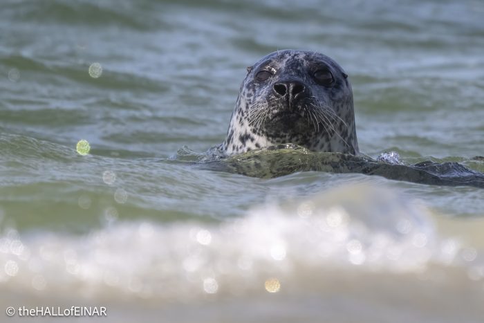 Seal - The Hall of Einar - photograph © David Bailey (not the)
