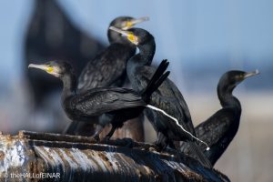 Cormorants - The Hall of Einar - photograph © David Bailey (not the)