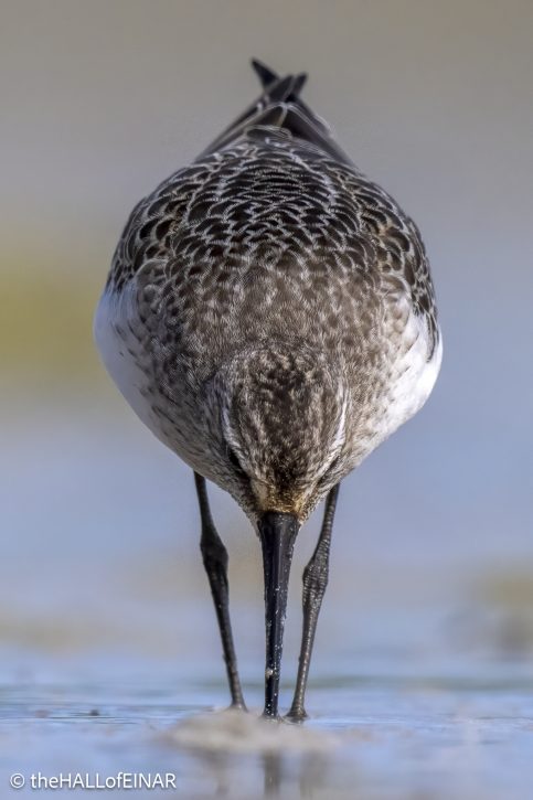 Curlew Sandpiper - The Hall of Einar - photograph © David Bailey (not the)