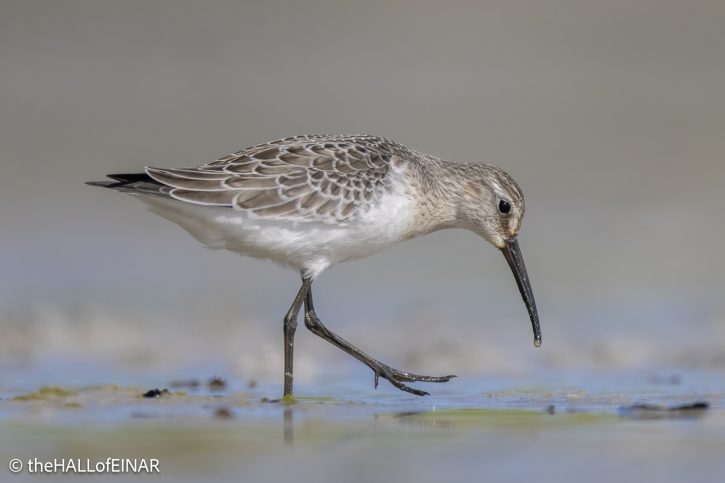 Curlew Sandpiper - The Hall of Einar - photograph © David Bailey (not the)