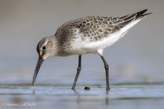Curlew Sandpiper - The Hall of Einar - photograph © David Bailey (not the)