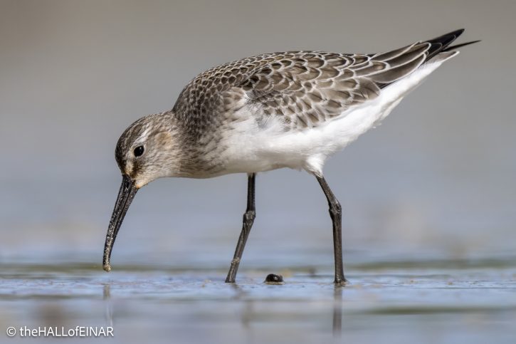 Curlew Sandpiper - The Hall of Einar - photograph © David Bailey (not the)