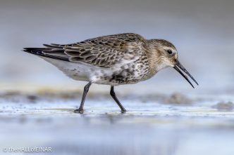 Dunlin - The Hall of Einar - photograph © David Bailey (not the)
