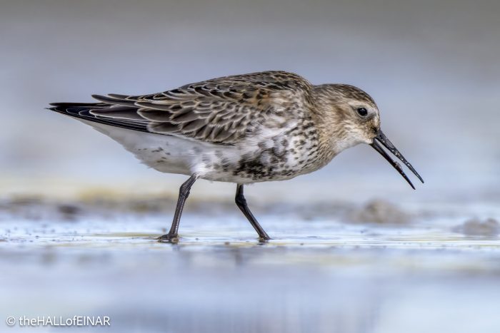 Dunlin - The Hall of Einar - photograph © David Bailey (not the)