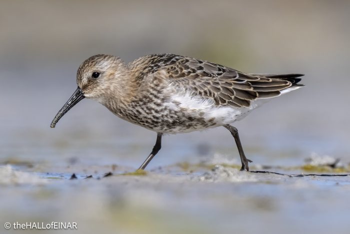 Dunlin - The Hall of Einar - photograph © David Bailey (not the)