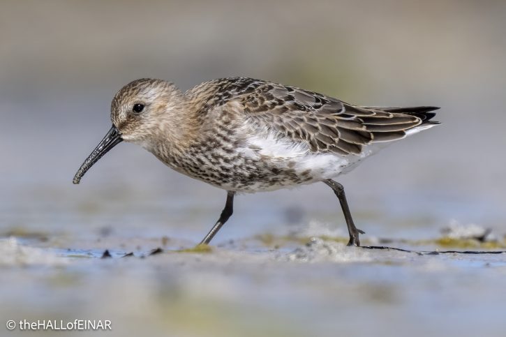 Dunlin - The Hall of Einar - photograph © David Bailey (not the)