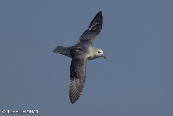 Fulmar - The Hall of Einar - photograph © David Bailey (not the)