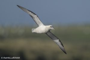 Fulmar - The Hall of Einar - photograph © David Bailey (not the)