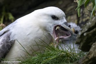 Fulmar feeding chick - The Hall of Einar - photograph © David Bailey (not the)