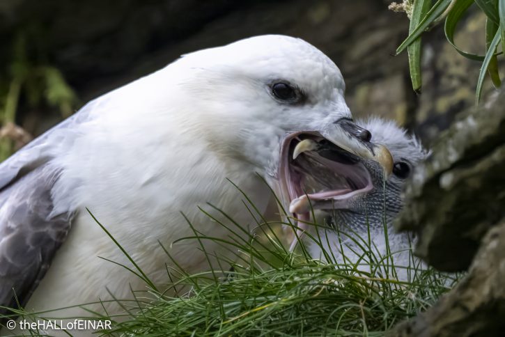 Fulmar feeding chick - The Hall of Einar - photograph © David Bailey (not the)