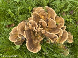 Giant Polypore - Meripilus giganteus - The Hall of Einar - photograph © David Bailey (not the)