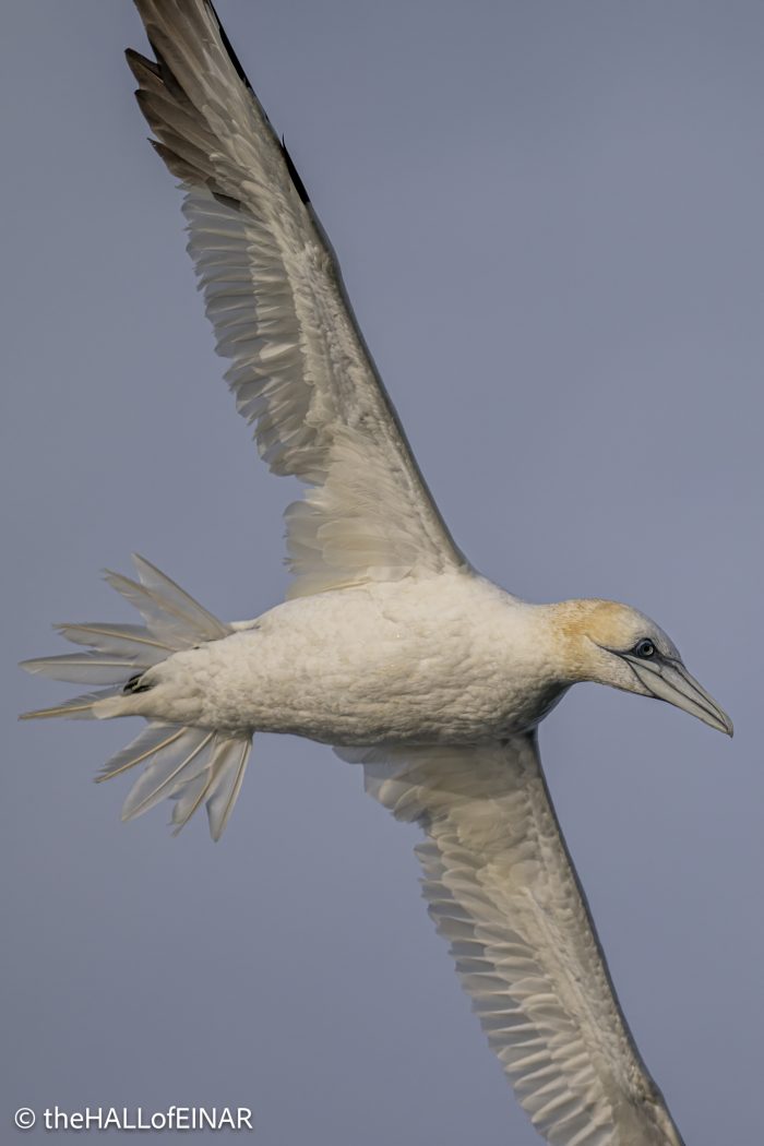 Gannet - The Hall of Einar - photograph © David Bailey (not the)