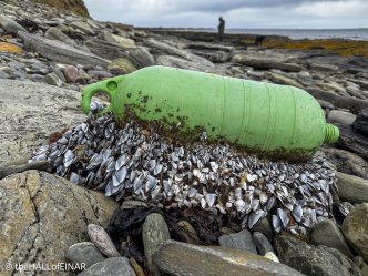 Goose Barnacles - The Hall of Einar - photograph © David Bailey (not the)