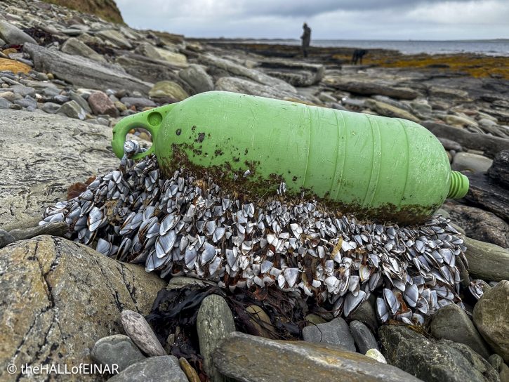 Goose Barnacles - The Hall of Einar - photograph © David Bailey (not the)