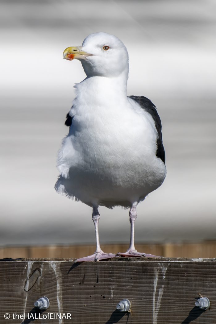 Great Black-Backed Gull - The Hall of Einar - photograph © David Bailey (not the)