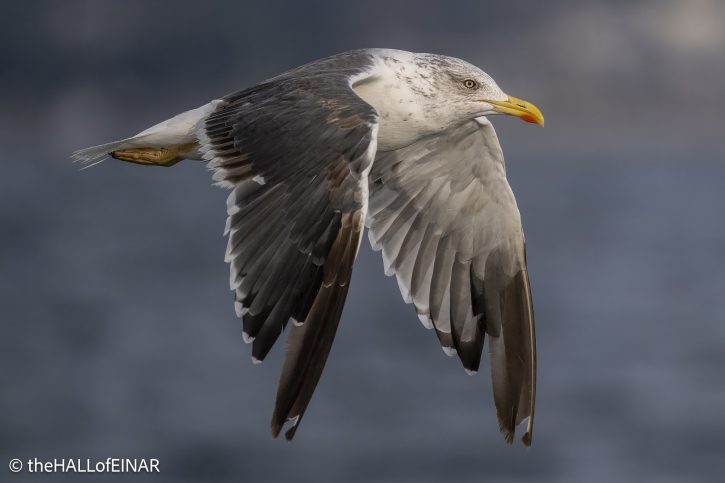 Great Black-Backed Gull - The Hall of Einar - photograph © David Bailey (not the)