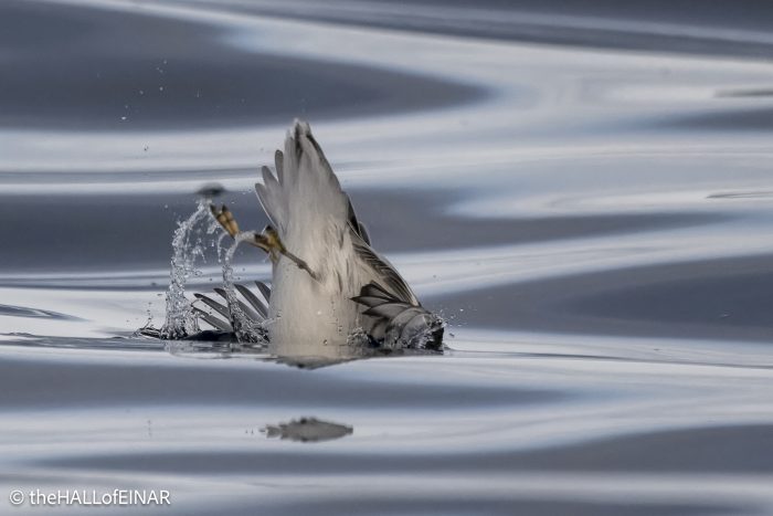 Grey Phalarope - The Hall of Einar - photograph © David Bailey (not the)