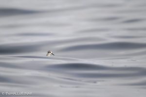 Grey Phalarope - The Hall of Einar - photograph © David Bailey (not the)