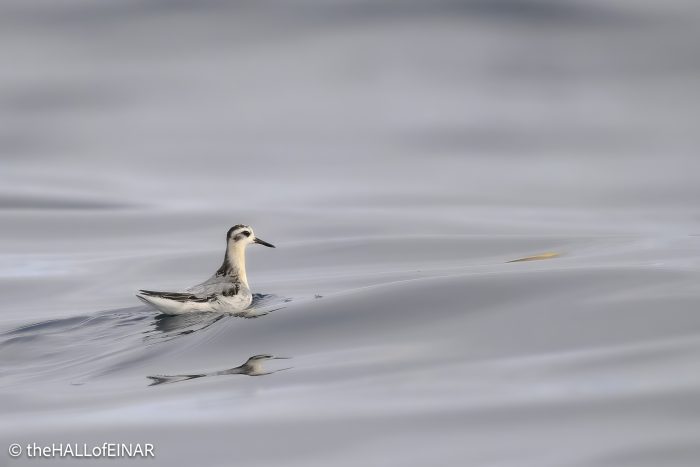 Grey Phalarope - The Hall of Einar - photograph © David Bailey (not the)