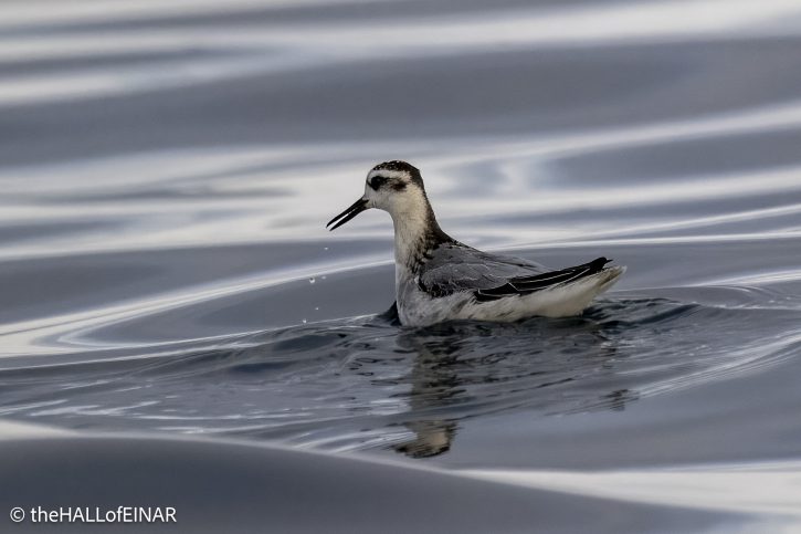 Grey Phalarope - The Hall of Einar - photograph © David Bailey (not the)