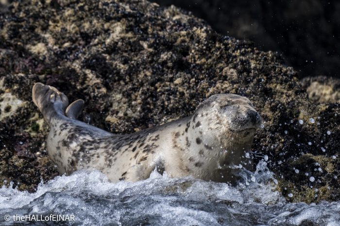 Seal - The Hall of Einar - photograph © David Bailey (not the)