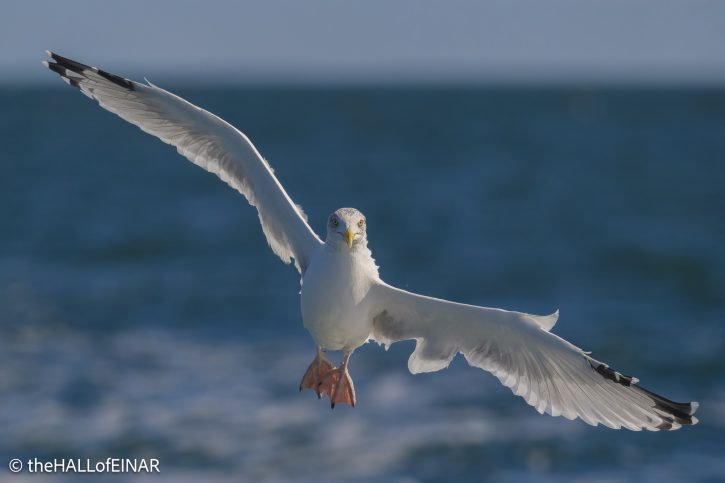 Herring Gull - The Hall of Einar - photograph © David Bailey (not the)