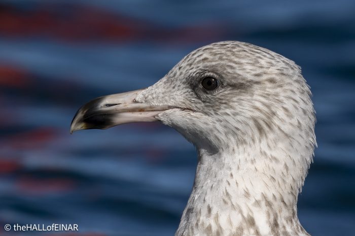 Gull - The Hall of Einar - photograph © David Bailey (not the)