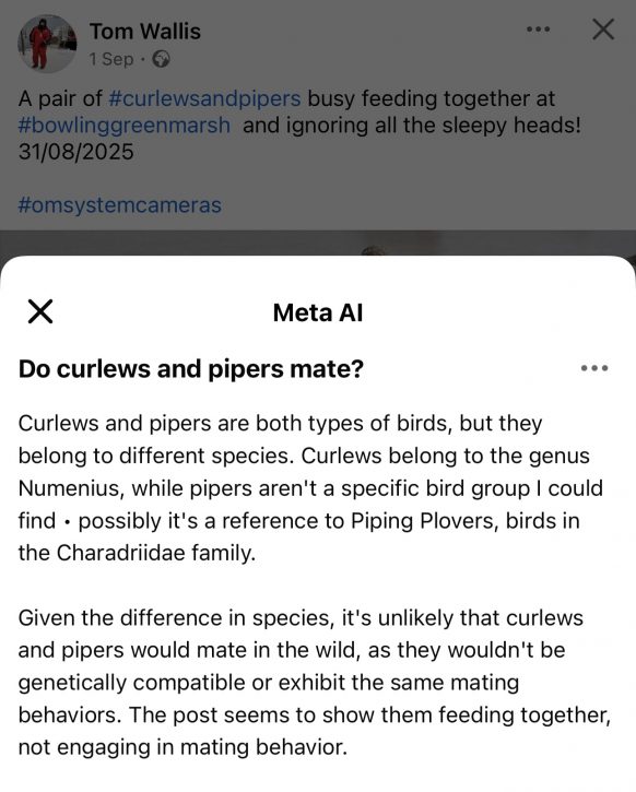 Curlew Sandpipers