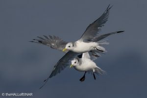 Kittiwakes - The Hall of Einar - photograph © David Bailey (not the)