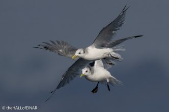 Kittiwakes - The Hall of Einar - photograph © David Bailey (not the)