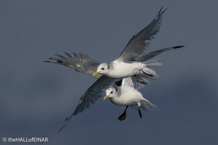 Kittiwakes - The Hall of Einar - photograph © David Bailey (not the)