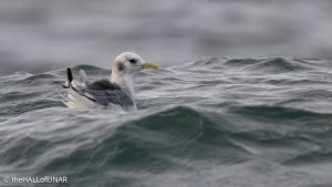 Kittiwake - The Hall of Einar - photograph © David Bailey (not the)