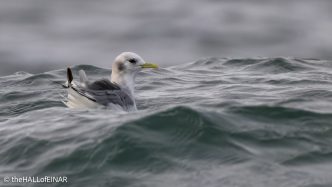 Kittiwake - The Hall of Einar - photograph © David Bailey (not the)