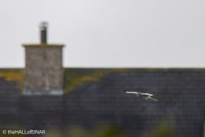 Male Hen Harrier - The Hall of Einar - photograph © David Bailey (not the)