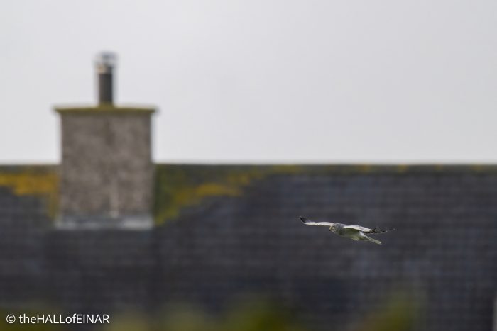 Male Hen Harrier - The Hall of Einar - photograph © David Bailey (not the)