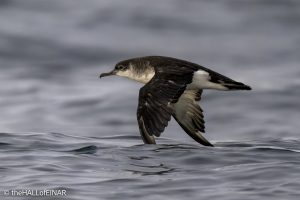 Manx Shearwater - The Hall of Einar - photograph © David Bailey (not the)