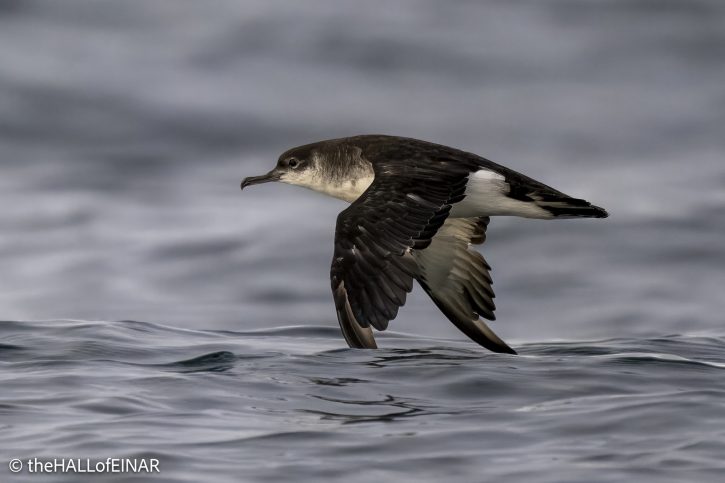 Manx Shearwater - The Hall of Einar - photograph © David Bailey (not the)