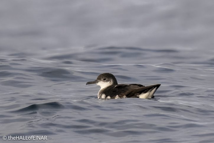 Manx Shearwater - The Hall of Einar - photograph © David Bailey (not the)