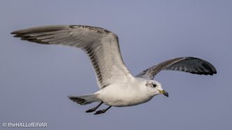 Mediterranean Gull - The Hall of Einar - photograph © David Bailey (not the)