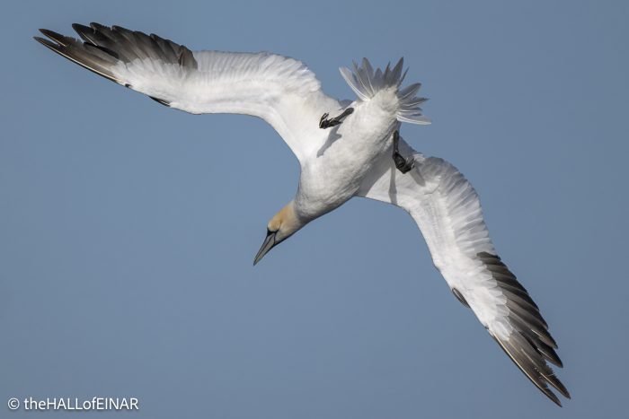 Northern Gannet - The Hall of Einar - photograph © David Bailey (not the)