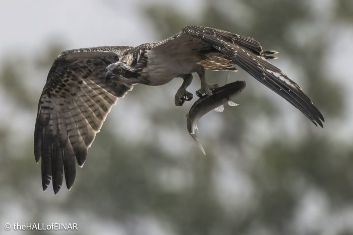 Osprey - The Hall of Einar - photograph © David Bailey (not the)