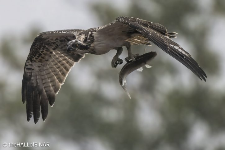 Osprey - The Hall of Einar - photograph © David Bailey (not the)
