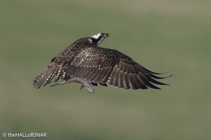 Osprey on the Otter - The Hall of Einar - photograph © David Bailey (not the)