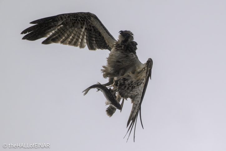Osprey - The Hall of Einar - photograph © David Bailey (not the)