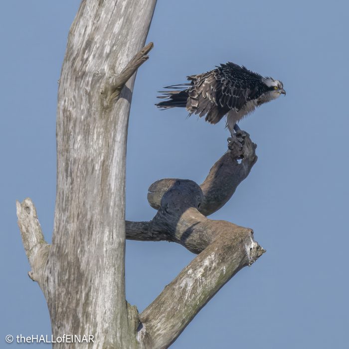 Osprey on the Otter - The Hall of Einar - photograph © David Bailey (not the)
