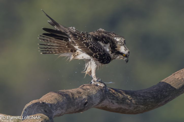 Osprey on the Otter - The Hall of Einar - photograph © David Bailey (not the)