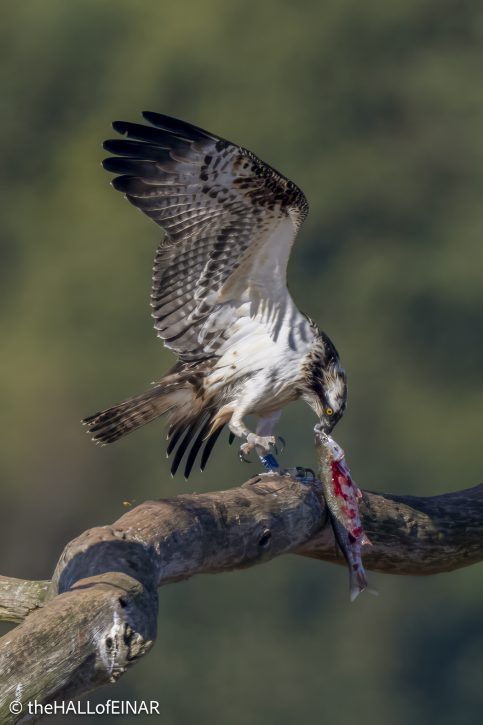 Osprey on the Otter - The Hall of Einar - photograph © David Bailey (not the)