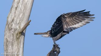 Osprey on the Otter - The Hall of Einar - photograph © David Bailey (not the)