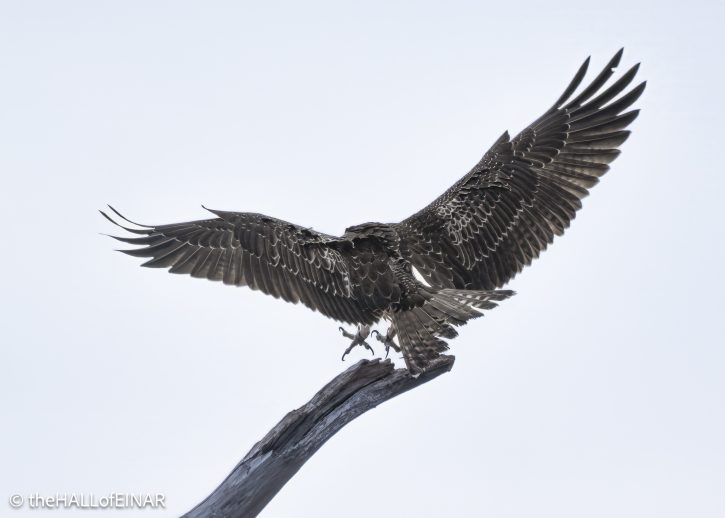 Osprey on the Otter - The Hall of Einar - photograph © David Bailey (not the)