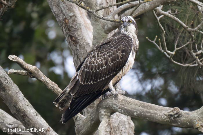 Osprey on the Otter - The Hall of Einar - photograph © David Bailey (not the)